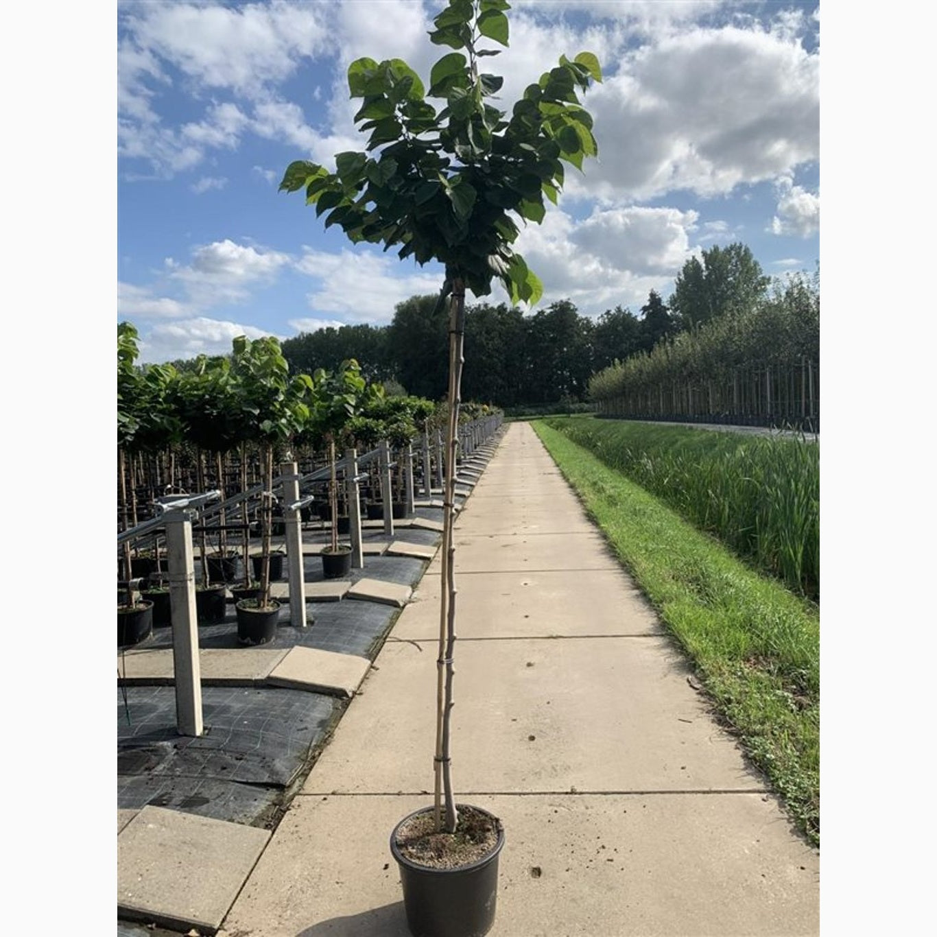 Kinesiskt judasträd – Cercis chinensis 'Avondale' - C10 125-150 CM